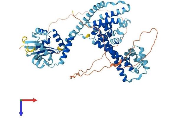 NOP56 Protein (AA 1-594) (His tag)