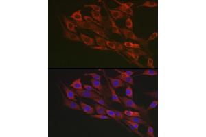 Immunofluorescence analysis of NIH/3T3 cells using Flotillin 1 Rabbit pAb (ABIN6127929, ABIN6140683, ABIN6140684 and ABIN6221813) at dilution of 1:100 (40x lens). (Flotillin 1 Antikörper  (AA 128-427))