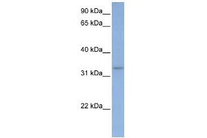 WB Suggested Anti-DAZL Antibody Titration:  0.