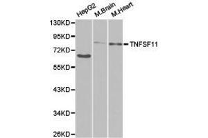 Western Blotting (WB) image for anti-Tumor Necrosis Factor (Ligand) Superfamily, Member 11 (TNFSF11) antibody (ABIN1875141) (RANKL Antikörper)