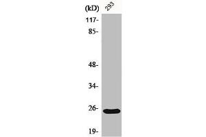 Western Blot analysis of 293 cells using Bak Polyclonal Antibody (BAK1 Antikörper  (N-Term))