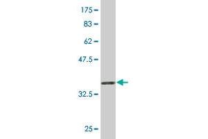 Western Blotting (WB) image for anti-NADPH Dependent Diflavin Oxidoreductase 1 (NDOR1) (AA 498-595) antibody (ABIN565345)