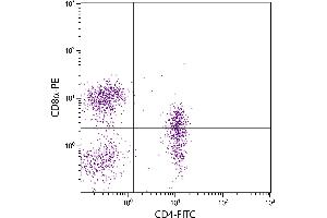 Porcine peripheral blood lymphocytes were stained with Mouse Anti-Porcine CD4-FITC. (CD4 Antikörper)