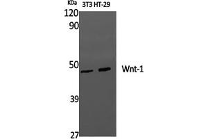 Western Blot analysis of 3T3, HT-29 cells using WNT1 Polyclonal Antibody at dilution of 1:1000. (WNT1 Antikörper)