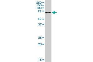 PKLR MaxPab rabbit polyclonal antibody. (PKLR Antikörper  (AA 1-574))
