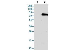 Western blot analysis of Lane 1: Negative control (vector only transfected HEK293T lysate), Lane 2: Over-expression Lysate (Co-expressed with a C-terminal myc-DDK tag (~3. (KIAA0020 Antikörper)