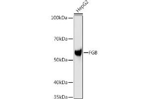 Western blot analysis of extracts of HepG2 cells, using FGB antibody (ABIN3021949, ABIN3021950, ABIN3021951 and ABIN6218213) at 1:1000 dilution.