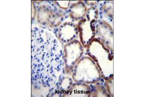 NKD2 Antibody immunohistochemistry analysis in formalin fixed and paraffin embedded human kidney tissue followed by peroxidase conjugation of the secondary antibody and DAB staining. (NKD2 Antikörper  (C-Term))
