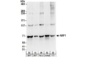 Western Blotting (WB) image for anti-Nuclear RNA Export Factor 1 (NXF1) (AA 569-619) antibody (ABIN7450520)