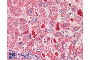 ABIN5539647 (5µg/ml) staining of paraffin embedded Human Liver. (KNG1 Antikörper  (Internal Region))