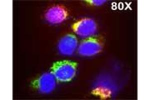 Isolated monocytes were stained with Lysotrack red followed by staining with Rabbit antibody to human myeloperoxidase (MPO): IgG (3µg/ml) for 1 hour at room temperature, washed and  followed by staining with goat anti-rabbit antibody conjugated to Alexa 488 (Green) for 1 hr. (Myeloperoxidase Antikörper)