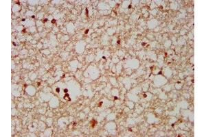 IHC image of ABIN7152338 diluted at 1:500 and staining in paraffin-embedded human brain tissue performed on a Leica BondTM system. (SERF2 Antikörper  (AA 107-224))