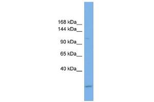 WB Suggested Anti-USP37 Antibody Titration: 0.