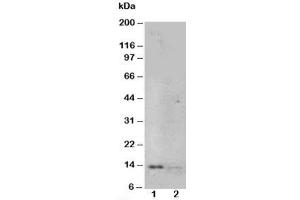 Western blot testing of NGF antibody and Lane 1:  recombinant human protein 10ng;  2: 5ng (Nerve Growth Factor Antikörper  (N-Term))