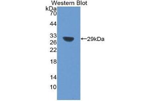 Western Blotting (WB) image for anti-Sirtuin 1 (SIRT1) (AA 238-482) antibody (ABIN3203820) (SIRT1 Antikörper  (AA 238-482))