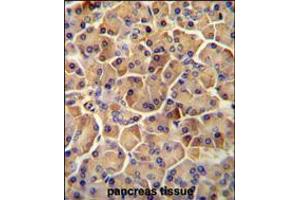 SEL1L antibody immunohistochemistry analysis in formalin fixed and paraffin embedded human pancreas tissue followed by peroxidase conjugation of the secondary antibody and DAB staining.