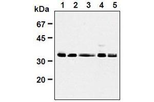 Western Blotting (WB) image for anti-Cyclin-Dependent Kinase 1 (CDK1) (AA 30-57), (AA 42-49) antibody (ABIN1449303) (CDK1 Antikörper  (AA 30-57, AA 42-49))