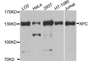 Western blot analysis of extracts of various cell lines, using XPC antibody. (XPC Antikörper)