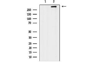 Western blot analysis of lysates from Rat heart, using Dystrophin Antibody.
