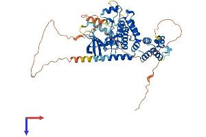 RIPK2 Protein (AA 1-540) (His tag)