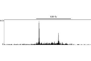 ChIP DNA-Sequencing (ChIP-seq) image for anti-DOT1-Like, Histone H3 Methyltransferase (S. Cerevisiae) (DOT1L) (AA 1000-1050) antibody (ABIN7454698) (DOT1L Antikörper  (AA 1000-1050))