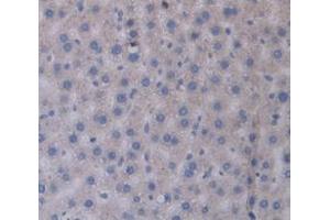 IHC-P analysis of Rat Tissue, with DAB staining. (CHGB Antikörper  (AA 315-482))