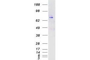 Validation with Western Blot (MAPK7 Protein (Transcript Variant 3) (Myc-DYKDDDDK Tag))