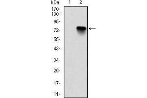 Western blot analysis using BMI1 mAb against HEK293 (1) and BMI1-hIgGFc transfected HEK293 (2) cell lysate.
