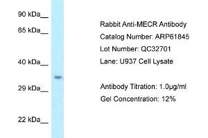 Western Blotting (WB) image for anti-Mitochondrial Trans-2-Enoyl-CoA Reductase (MECR) (C-Term) antibody (ABIN971129) (MECR Antikörper  (C-Term))