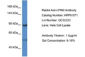 Western Blotting (WB) image for anti-Lipin 2 (LPIN2) (C-Term) antibody (ABIN786445) (Lipin 2 Antikörper  (C-Term))