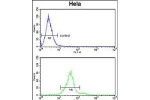 Flow cytometry analysis of Hela cells (bottom histogram) compared to a negative control cell (top histogram).