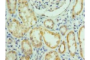 Immunohistochemistry of paraffin-embedded human kidney tissue using ABIN7168307 at dilution of 1:100 (UPF0568 Protein C14orf166 (RTRAF) (AA 1-244) Antikörper)