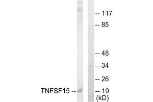 Western Blotting (WB) image for anti-Tumor Necrosis Factor (Ligand) Superfamily, Member 15 (TNFSF15) (C-Term) antibody (ABIN1849057) (TNFSF15 Antikörper  (C-Term))