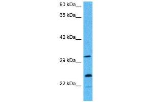 Host:  Mouse  Target Name:  AK2  Sample Tissue:  Mouse Testis  Antibody Dilution:  1ug/ml (Adenylate Kinase 2 Antikörper  (Middle Region))