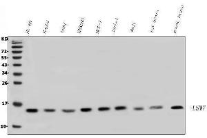 Western blot analysis of LSM7 using anti-LSM7 antibody (ABIN7598937).