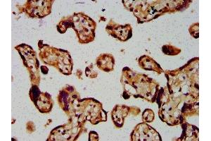 IHC image of ABIN7144635 diluted at 1:400 and staining in paraffin-embedded human placenta tissue performed on a Leica BondTM system. (ARRDC1 Antikörper  (AA 288-433))