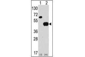 Western blot analysis of APG4B / ATG4B Antibody  in 293 cell line lysates transiently transfected with the ATG4B gene (2ug/lane). (ATG4B Antikörper  (N-Term))