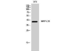 Western Blotting (WB) image for anti-Mitochondrial Ribosomal Protein L39 (MRPL39) (C-Term) antibody (ABIN3176109) (MRPL39 Antikörper  (C-Term))