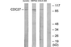 Western Blotting (WB) image for anti-Cell Division Cycle 27 Homolog (S. Cerevisiae) (CDC27) (AA 361-410) antibody (ABIN2889899) (CDC27 Antikörper  (AA 361-410))