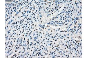 Image no. 5 for anti-P450 (Cytochrome) Oxidoreductase (POR) antibody (ABIN1497744) (POR Antikörper)