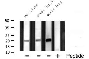 Western blot analysis of Histone 1F0 expression in various lysates (Histone H1 Antikörper  (Internal Region))