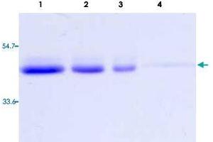 Lane 1 to 4: TNFRSF10B (Human) Recombinant Protein with Fc (2000 ng, 1000 ng, 500 ng, 200 ng per lane). (TNFRSF10B Protein (AA 1-182))