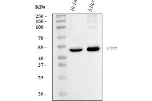 Western blot analysis of CTBP2 using anti-CTBP2 antibody (ABIN7601325).