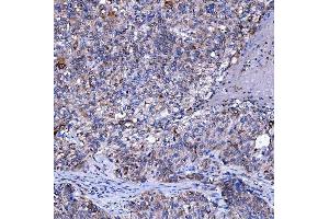 IHC analysis of SUMF2 using anti-SUMF2 antibody (ABIN7600954). (SUMF2 Antikörper  (AA 26-301))