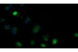 Image no. 2 for anti-Mitochondrial Ribosomal Protein S34 (MRPS34) antibody (ABIN1499567) (MRPS34 Antikörper)