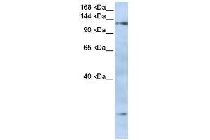 FMNL2 antibody used at 0. (FMNL2 Antikörper  (N-Term))
