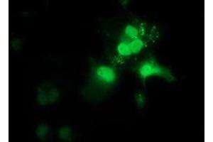 Anti-OTUB2 mouse monoclonal antibody (ABIN2453408) immunofluorescent staining of COS7 cells transiently transfected by pCMV6-ENTRY OTUB2 (RC209650). (OTUB2 Antikörper)