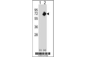 Western blot analysis of NMT2 using rabbit polyclonal NMT2 Antibody using 293 cell lysates (2 ug/lane) either nontransfected (Lane 1) or transiently transfected (Lane 2) with the NMT2 gene. (NMT2 Antikörper  (C-Term))