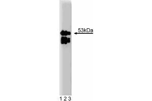 Western blot analysis of LAP2 on a RSV-3T3 cell lysate. (Thymopoietin Antikörper  (AA 34-156))