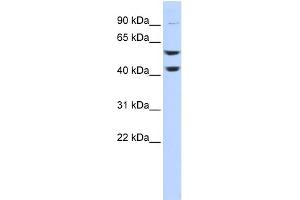WB Suggested Anti-ATP6V1B2 Antibody Titration: 0. (ATP6V1B2 Antikörper  (Middle Region))